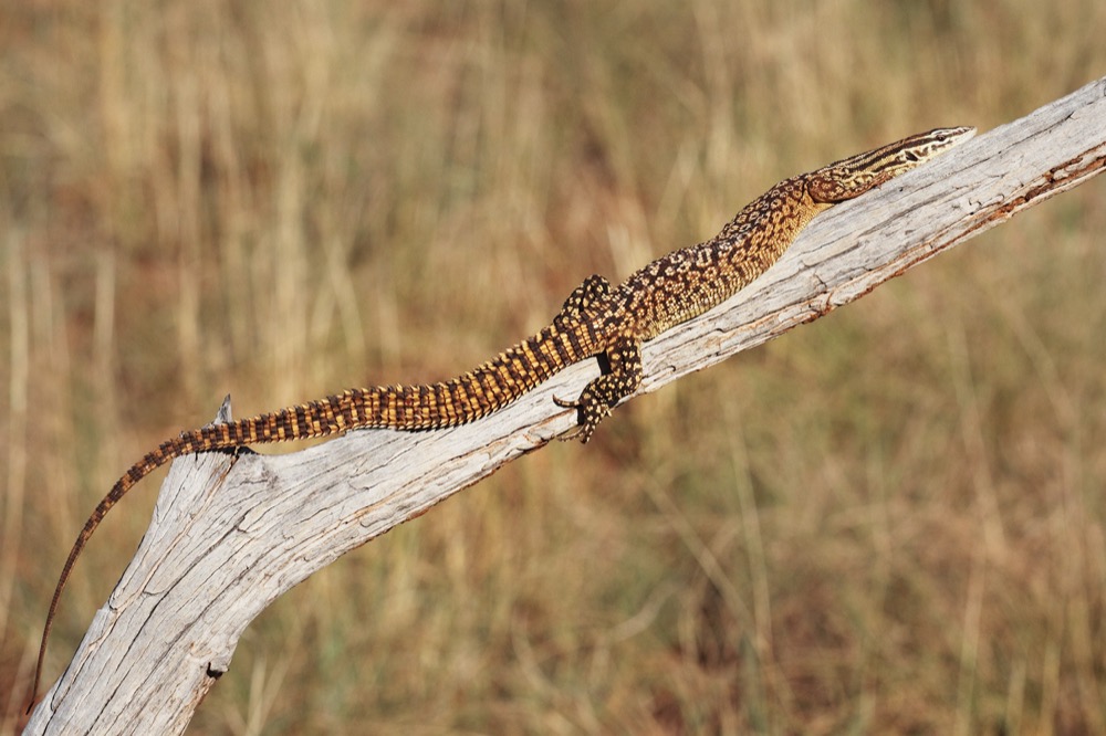 Ackie Monitor (Spiny-Tailed Monitor)