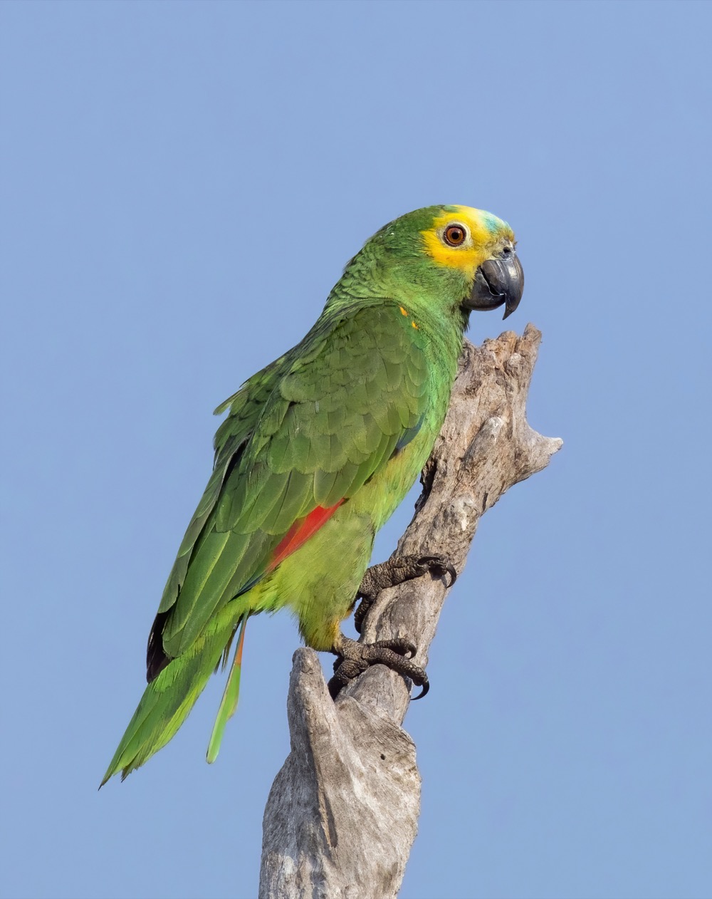 アオボウシインコ