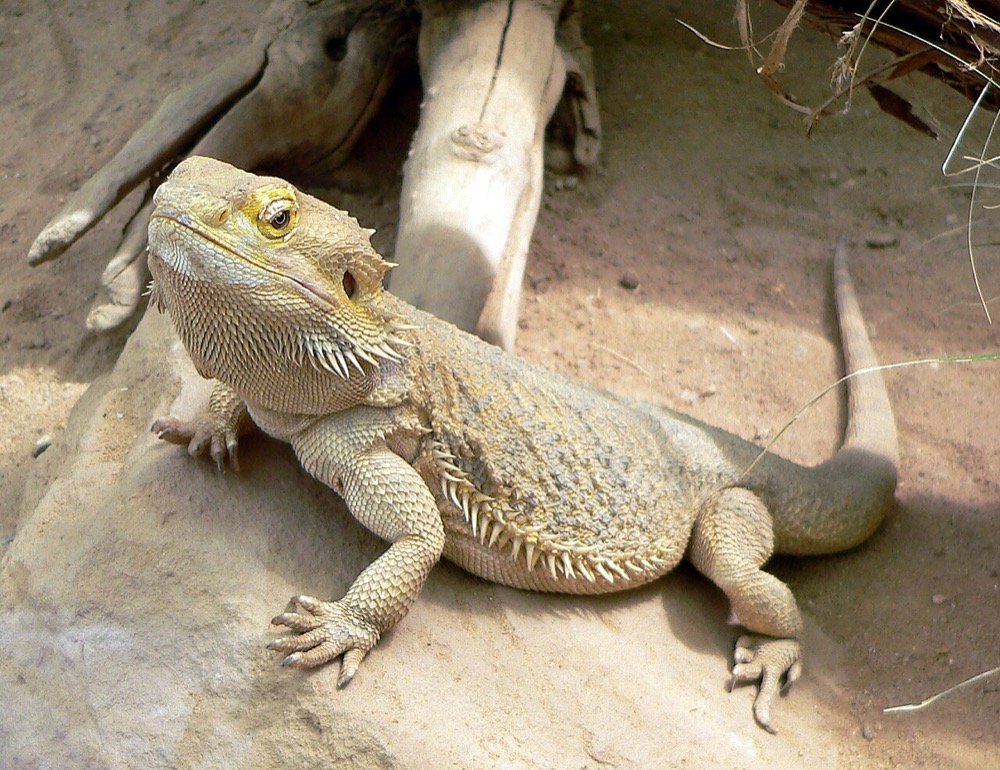 Dragon barbu (Pogona)