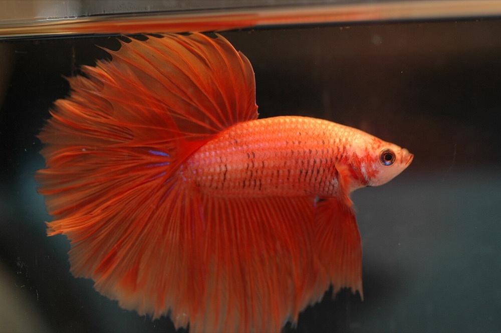 Siamese Fighting Fish (Betta)