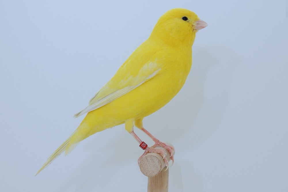 カナリア