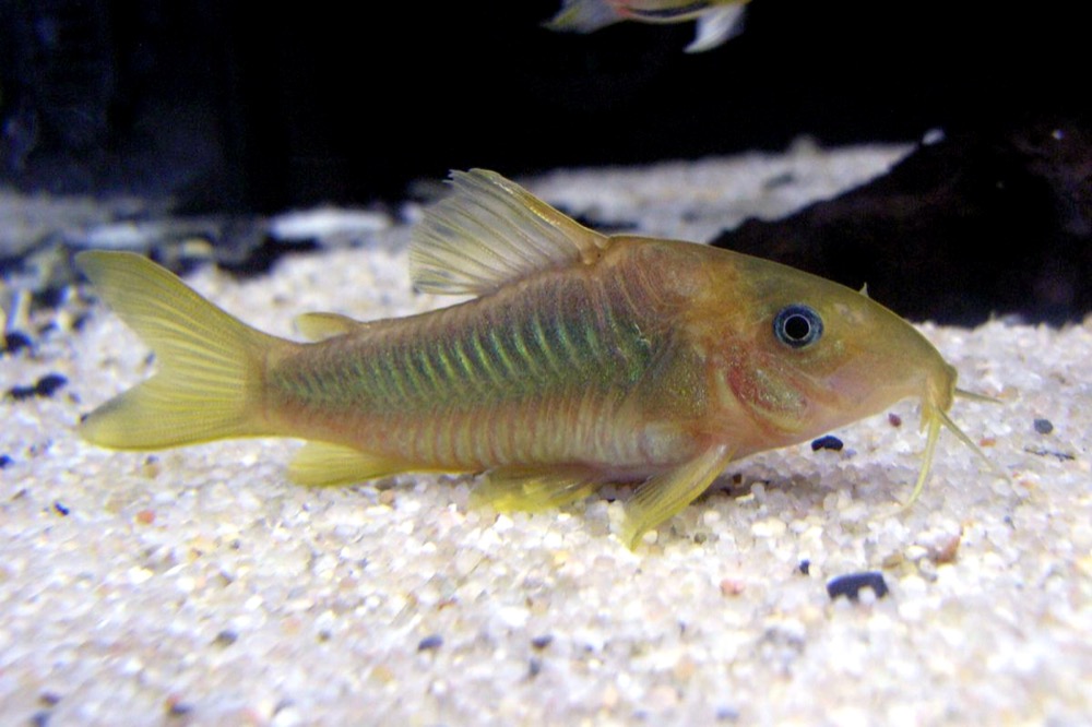 Poisson-chat corydoras (Cory)