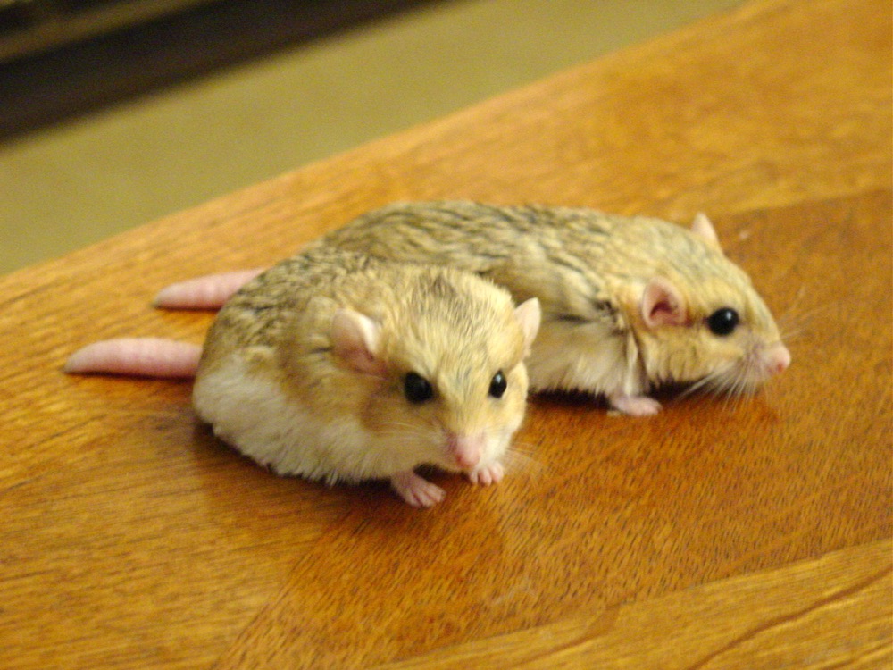 Duprasi (Gerbo-de-cauda-gorda)