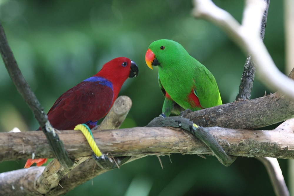 オオハナインコ