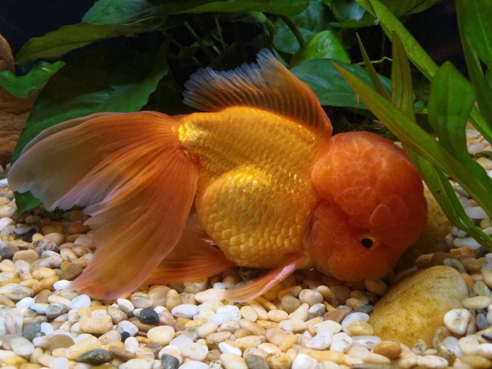 金魚(琉金・オランダなどの丸手金魚)