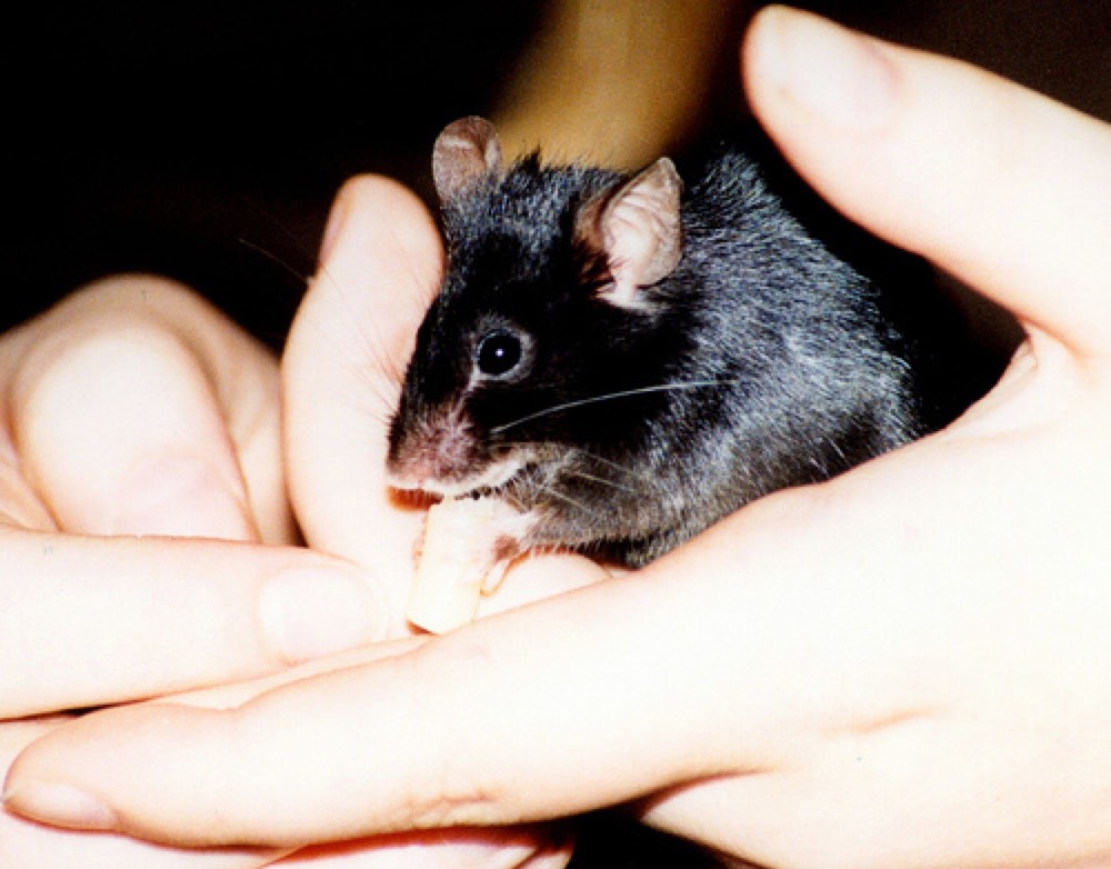 Souris domestique