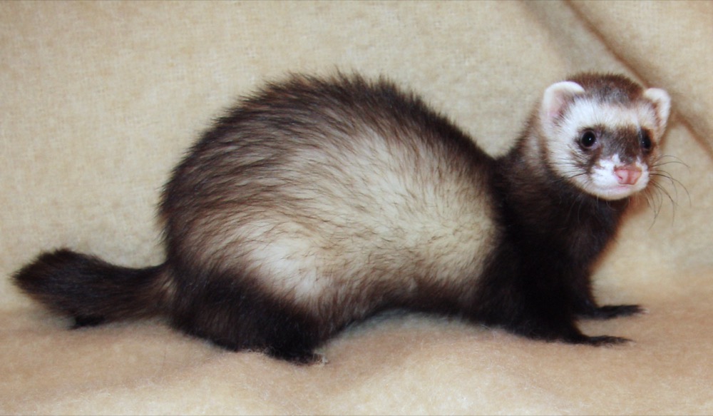 雪貂