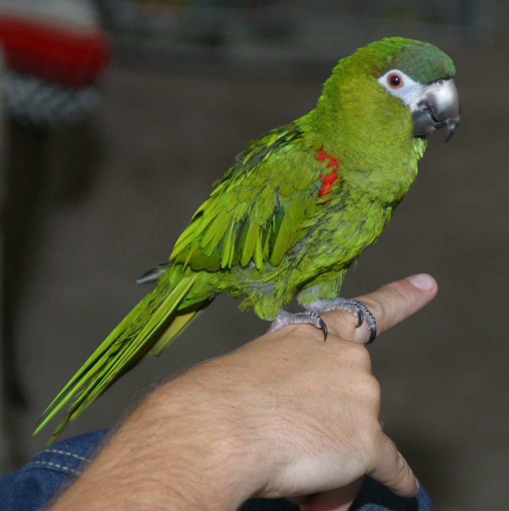 ヒメコンゴウインコ(アカカタコンゴウインコ)