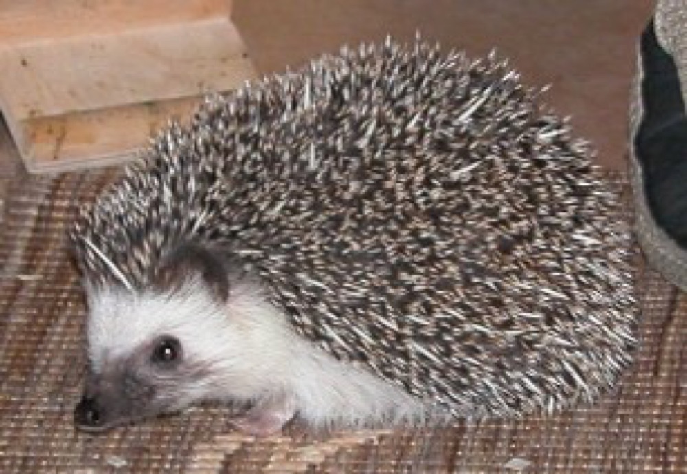 ヨツユビハリネズミ