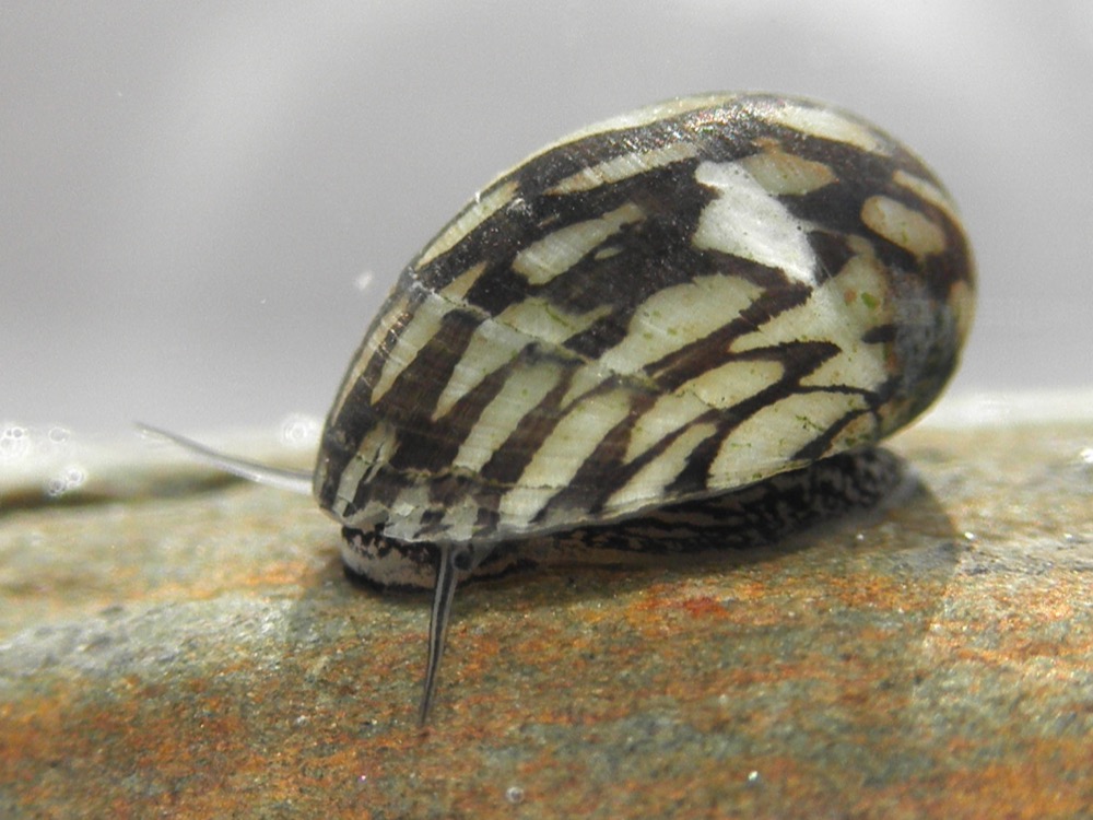 Caracol Nerite