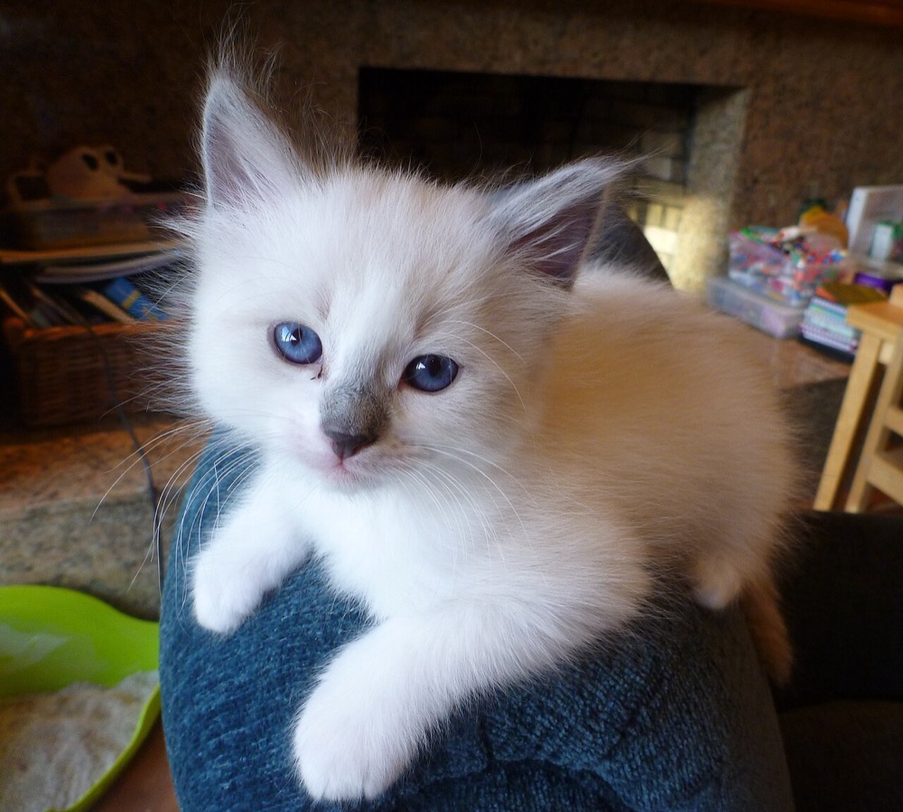 You found a stray or newborn kitten