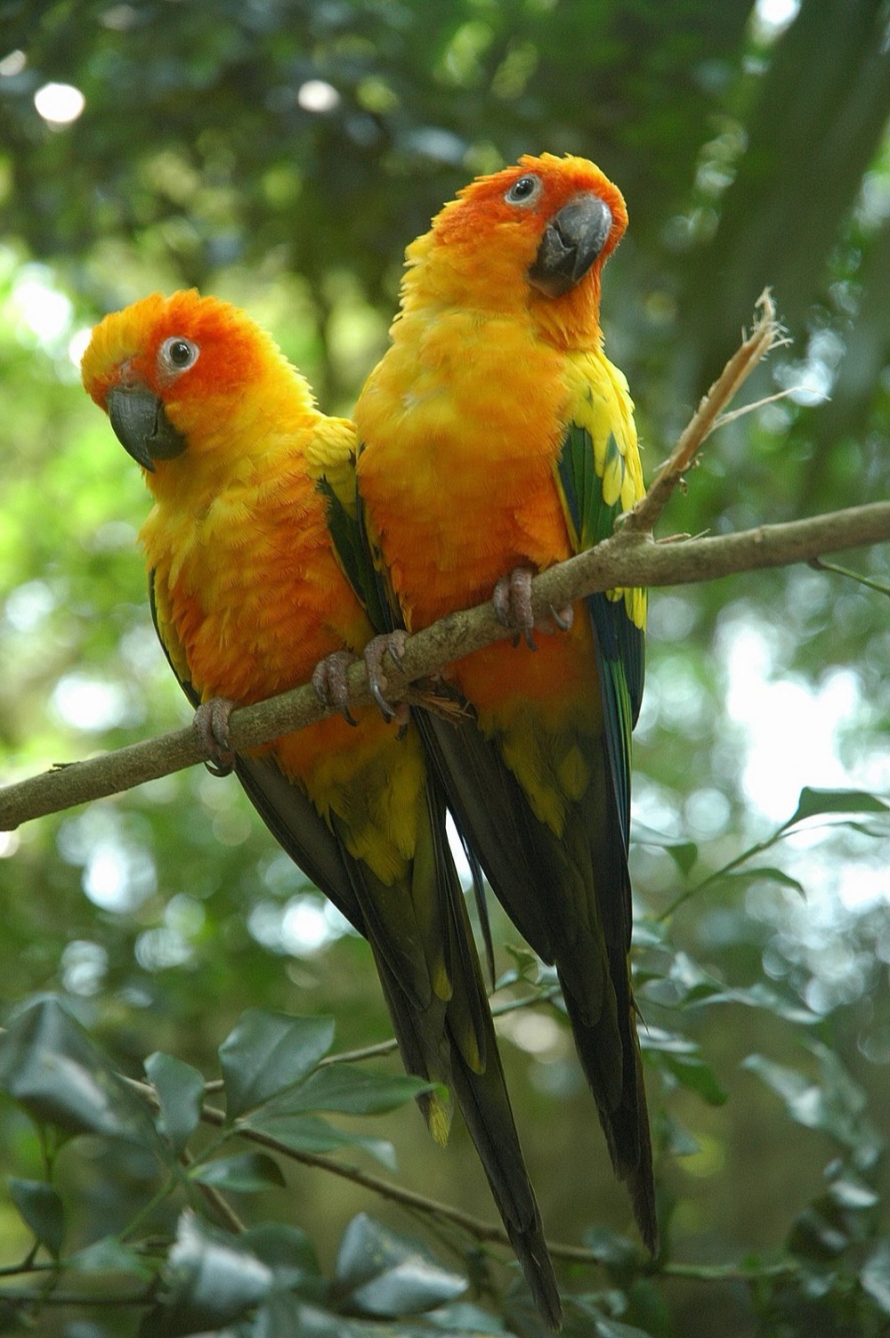 コガネメキシコインコ(サンコニュア)