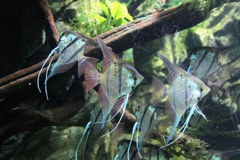 Freshwater Angelfish