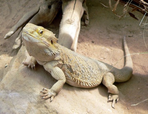 Bearded Dragon