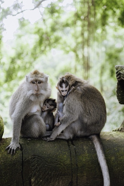You met a wild macaque