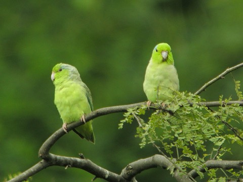 Parrotlet