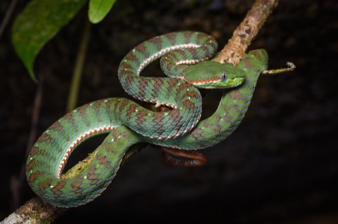 There is a snake in your home