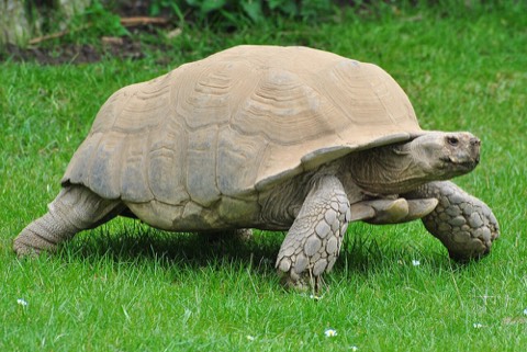 Sulcata Tortoise (African Spurred Tortoise)