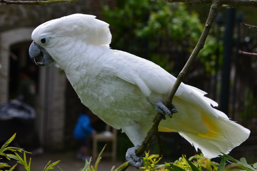 Cacatoès à huppe blanche