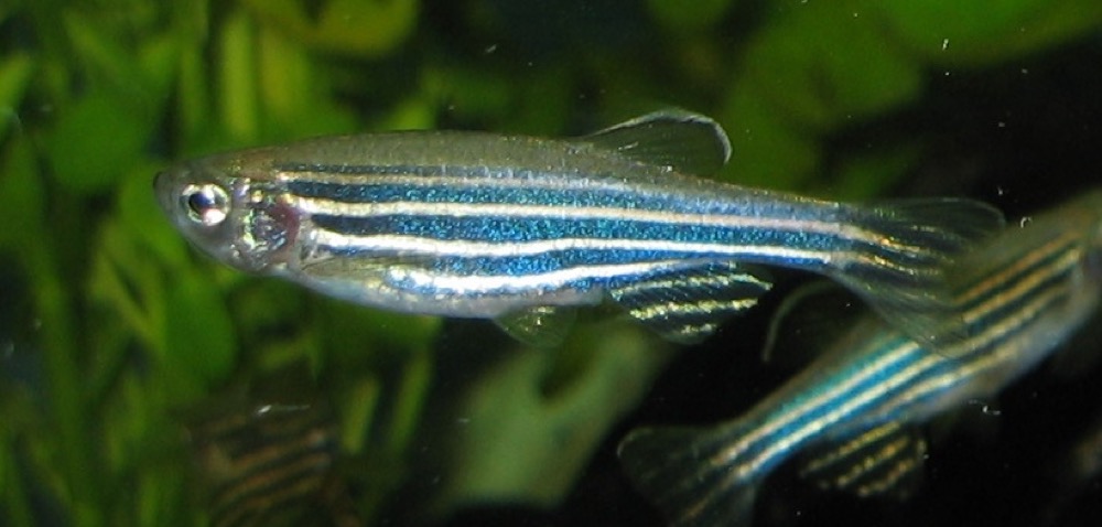 Danio-zebra